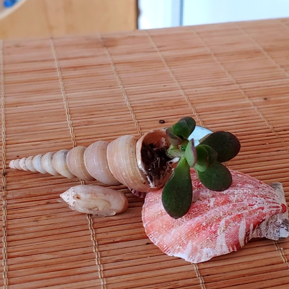 A red rimmed leaf mini Jade potted in a 4" Shell - Picture 1 of 2